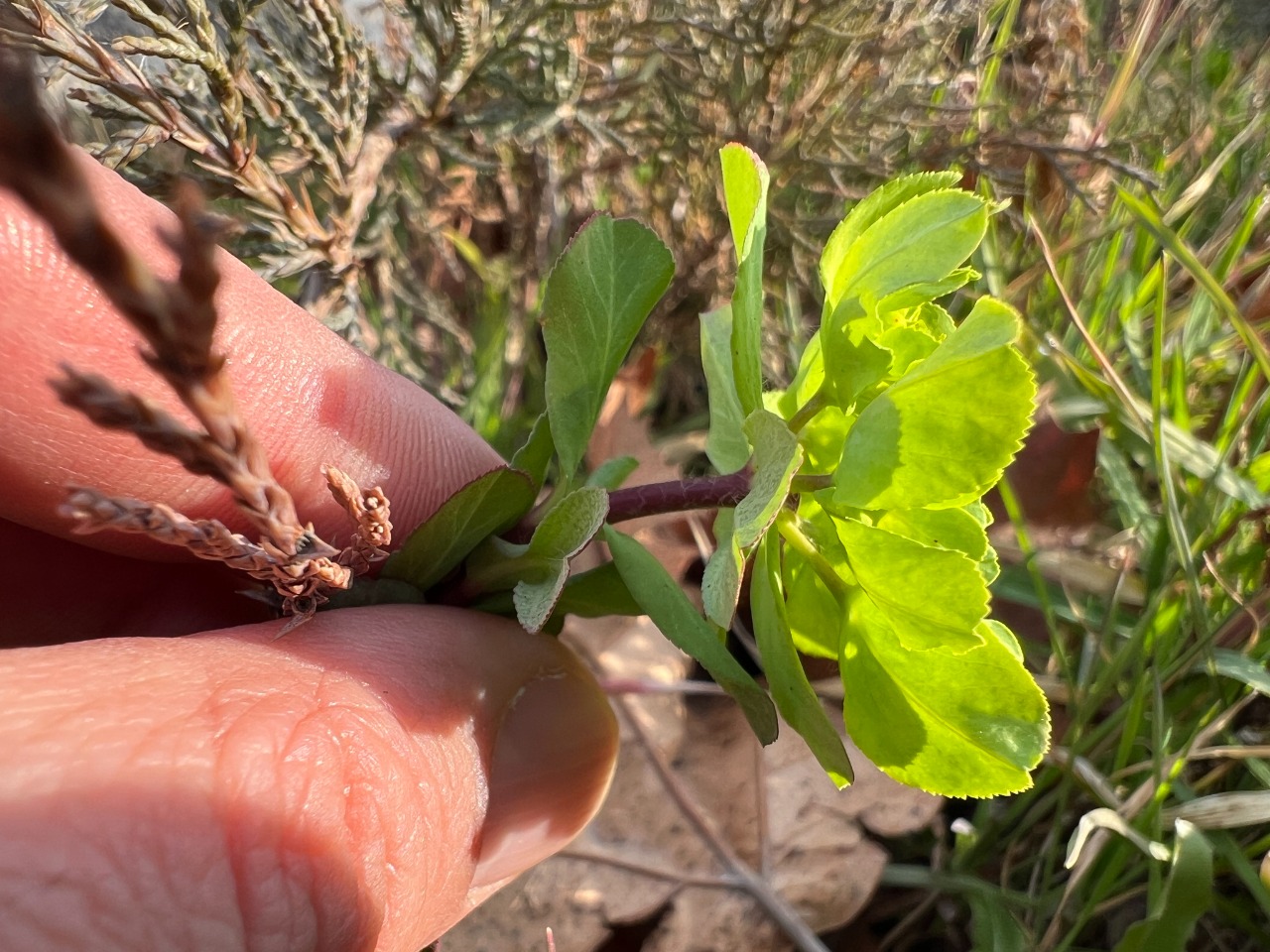 Euphorbia helioscopia