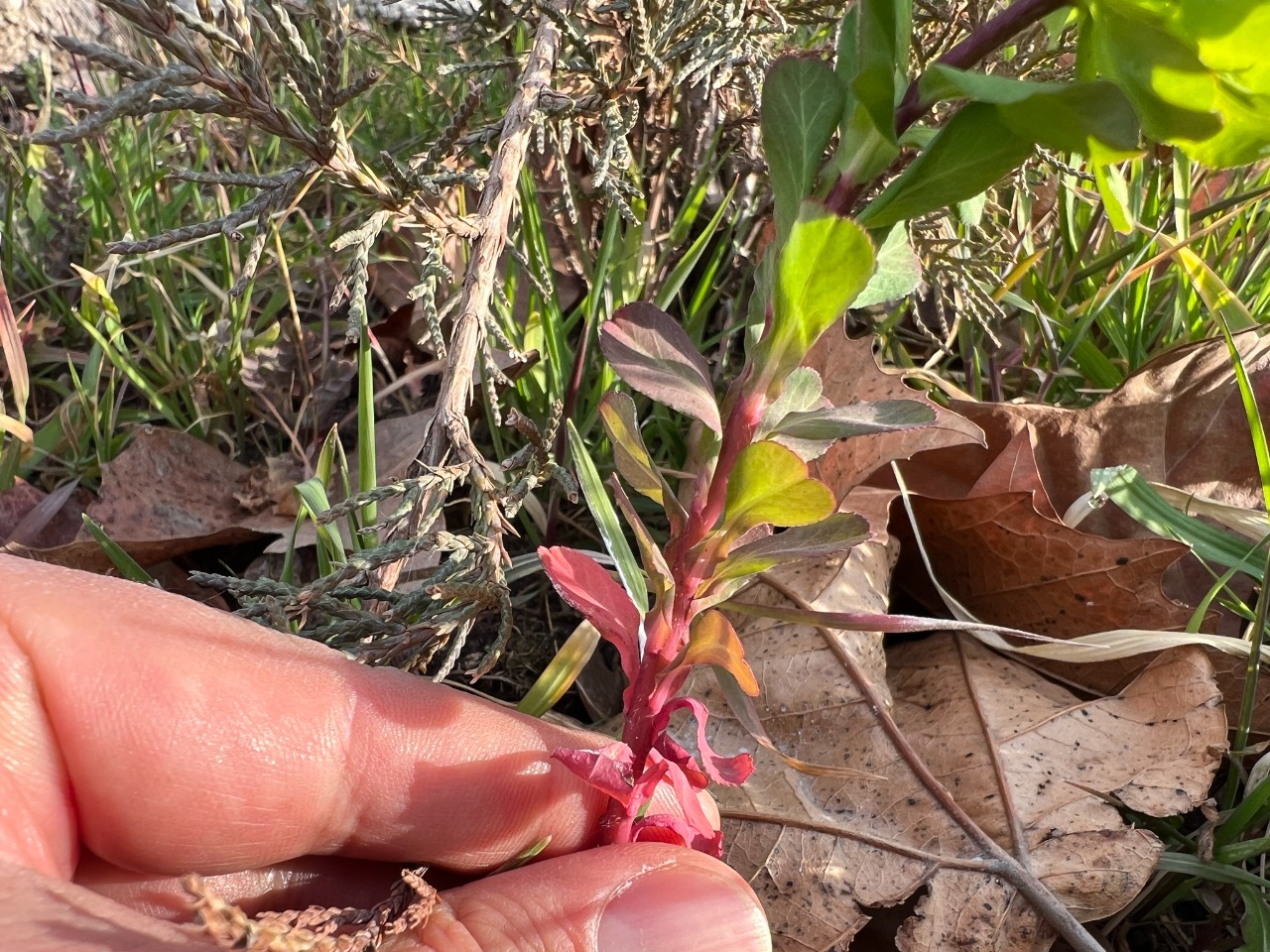 Euphorbia helioscopia