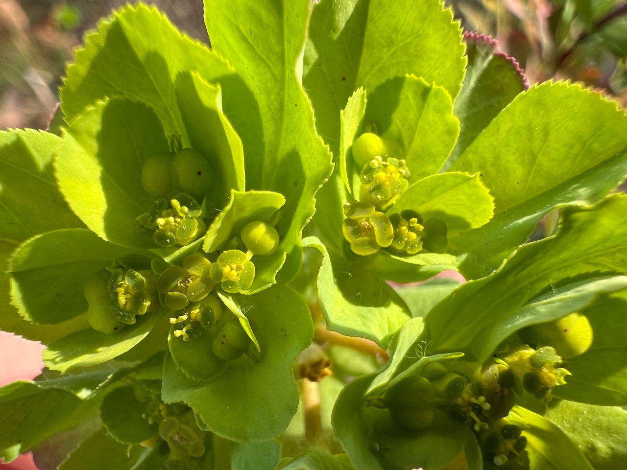 Euphorbia helioscopia