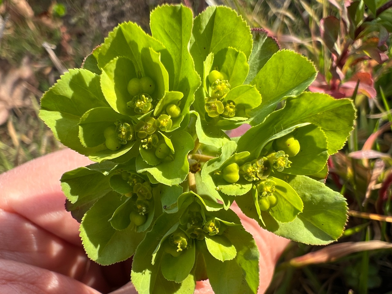 Euphorbia helioscopia