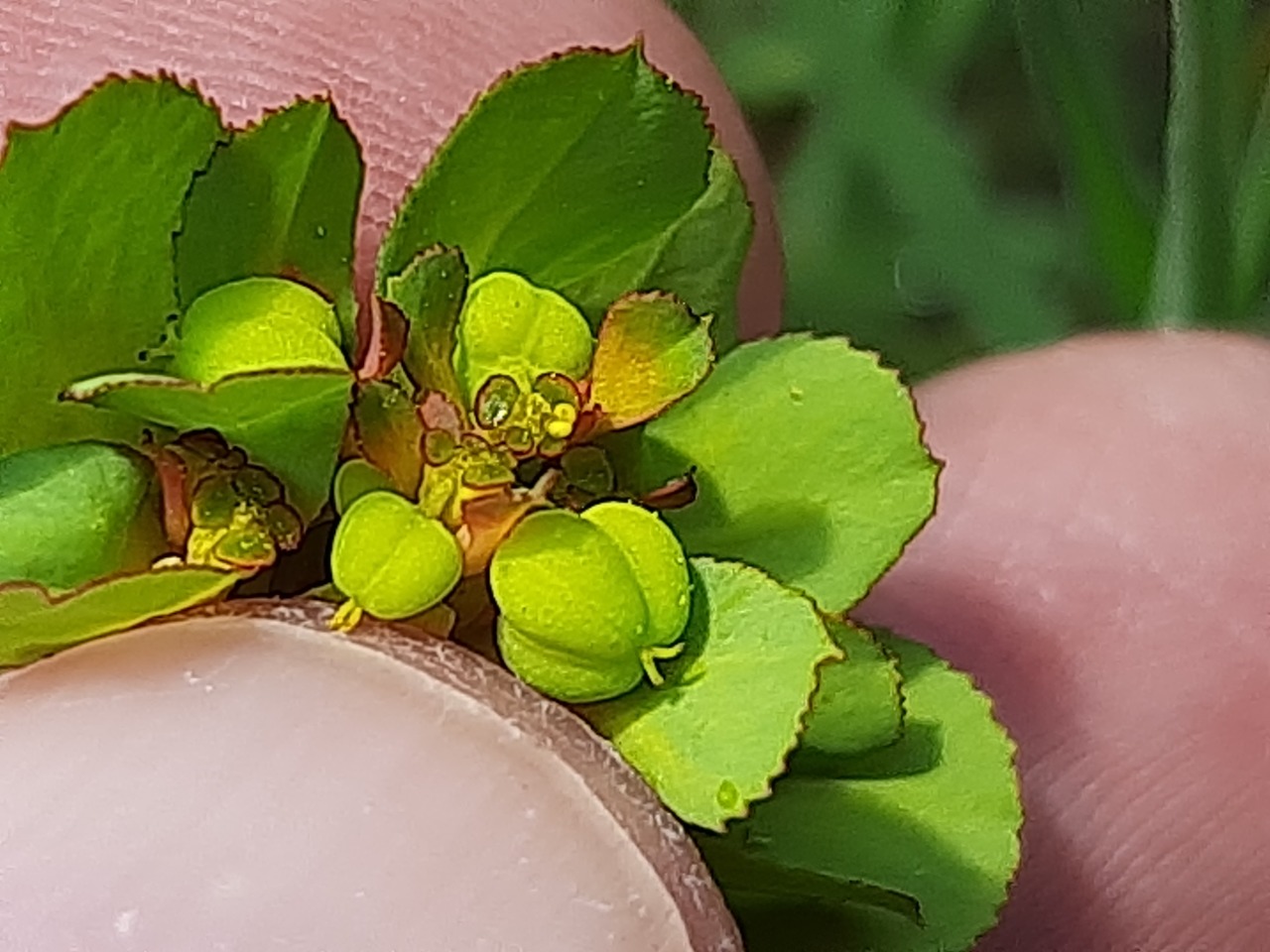 Euphorbia helioscopia