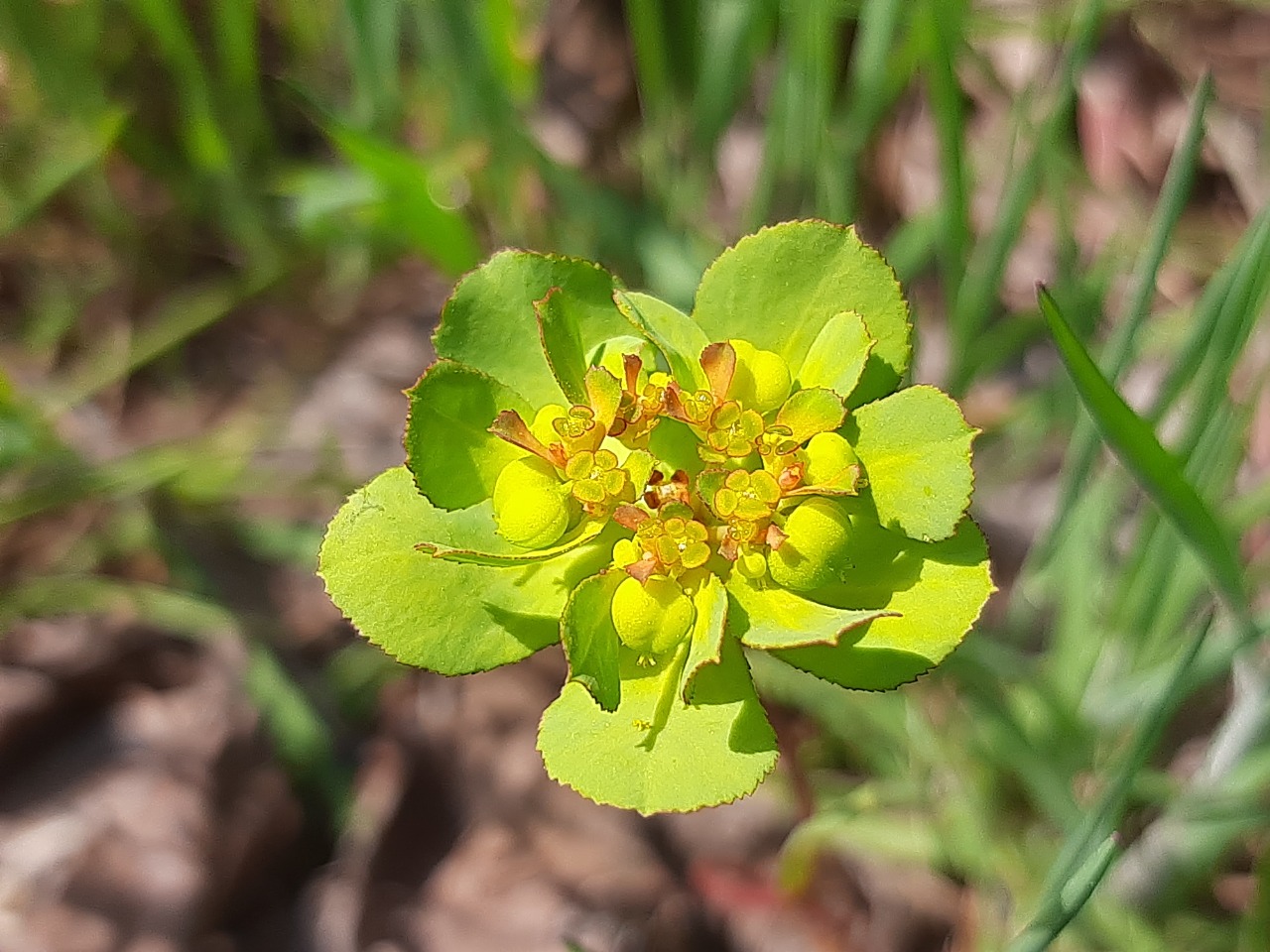 Euphorbia helioscopia