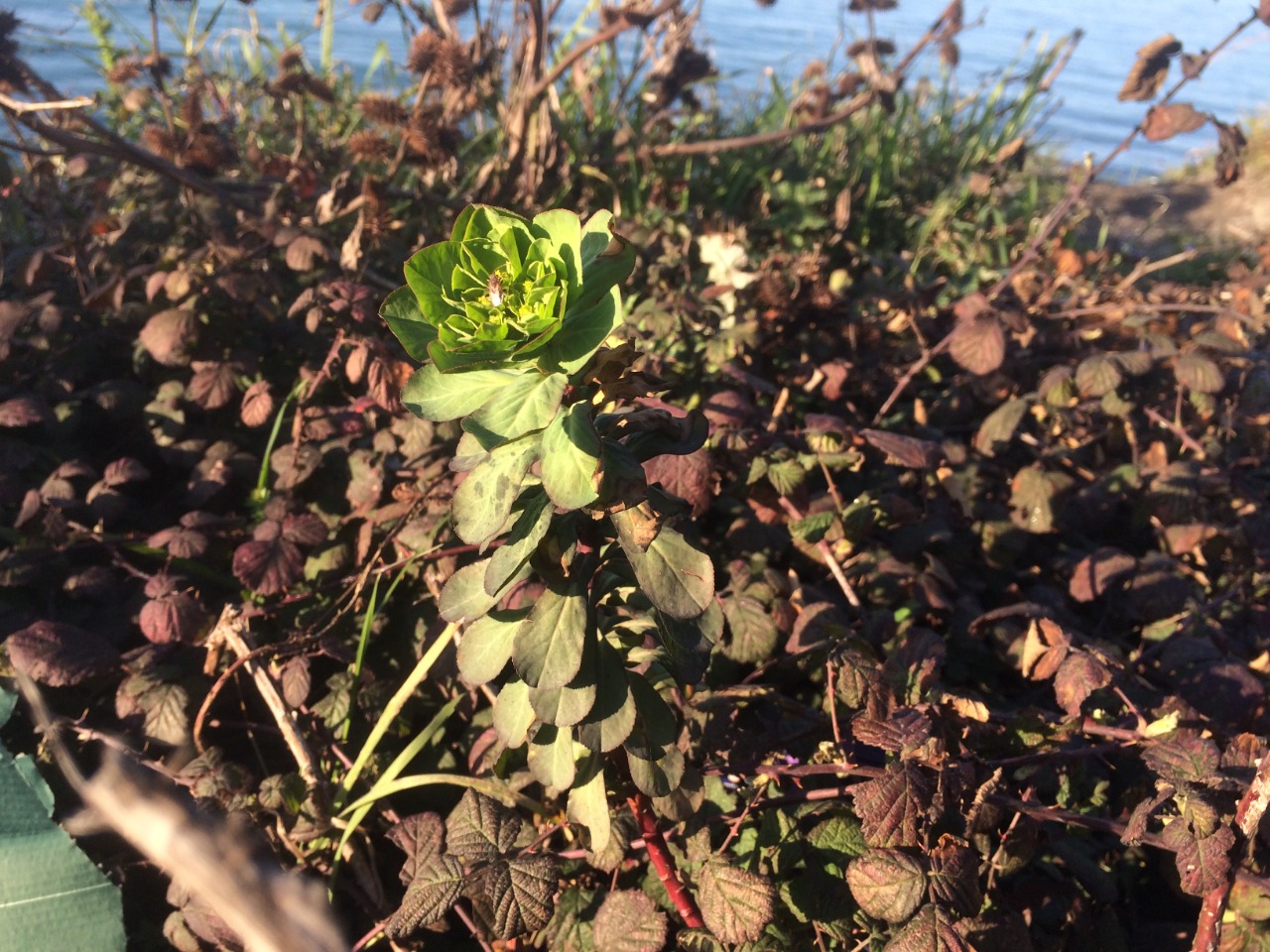 Euphorbia helioscopia