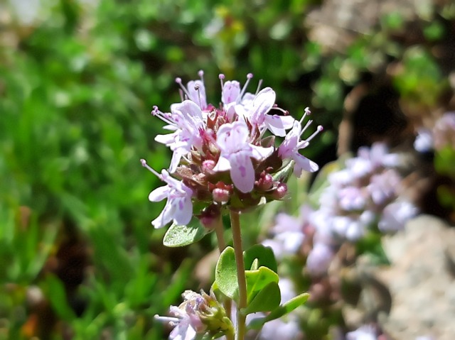 Thymus sp.