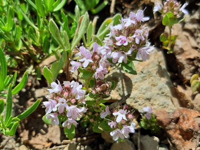 Thymus sp.