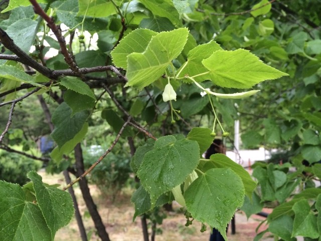 Tilia platyphyllos 