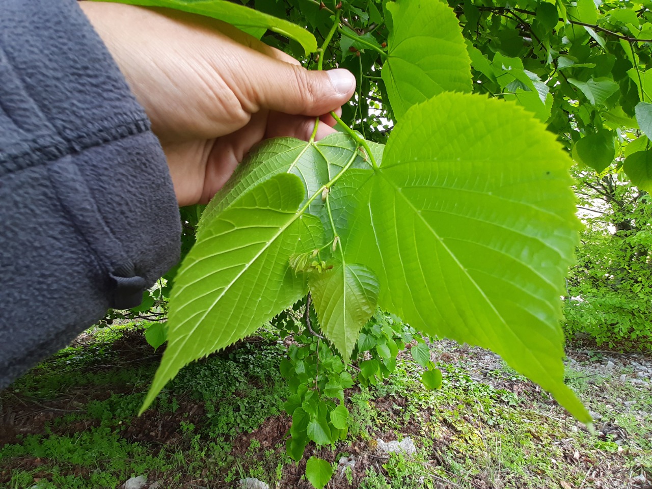 Tilia platyphyllos 