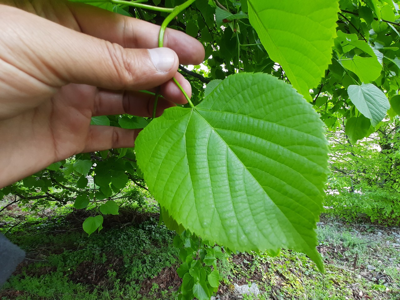 Tilia platyphyllos 