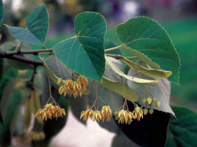 Tilia tomentosa