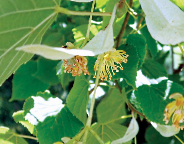 Tilia tomentosa