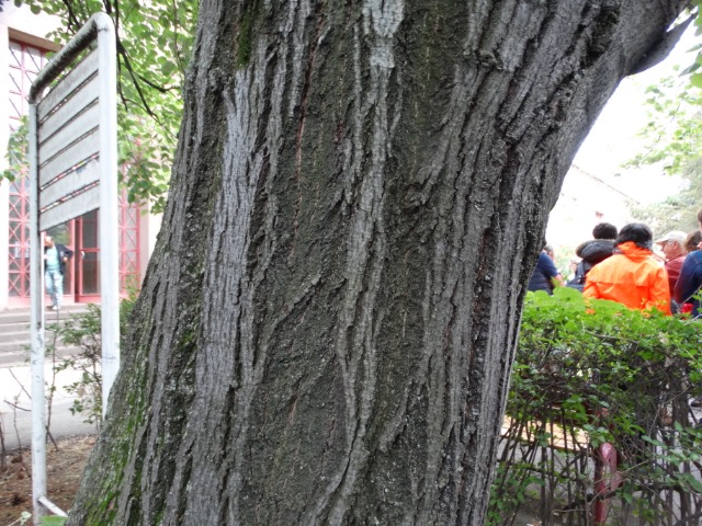 Tilia tomentosa