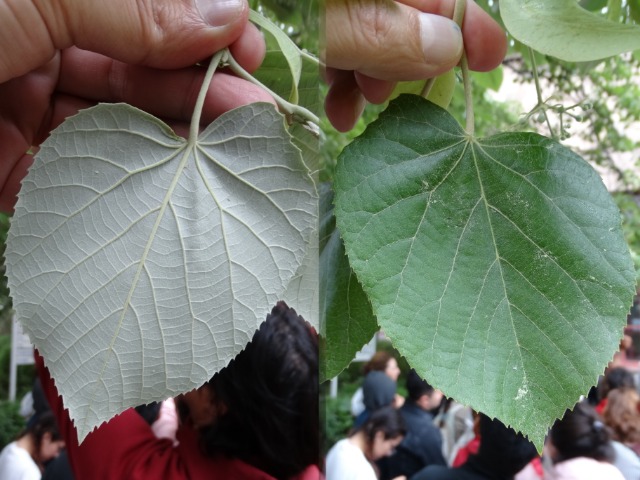 Tilia tomentosa