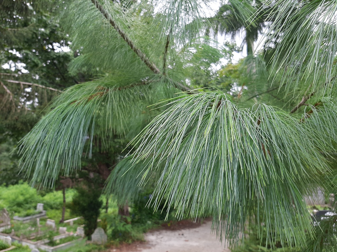 Pinus wallichiana