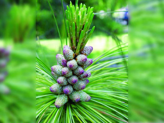 Pinus wallichiana