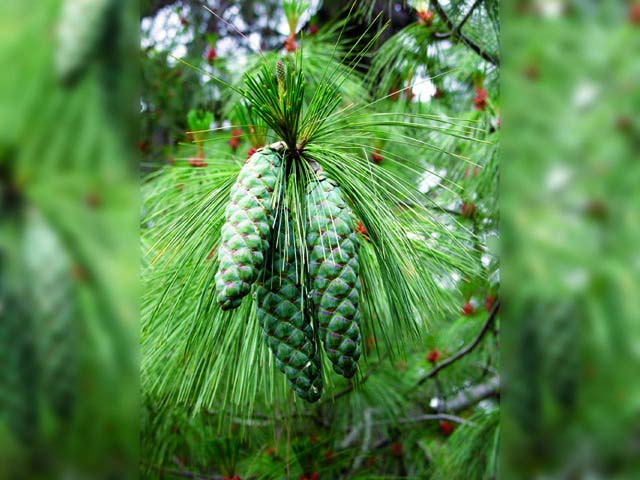 Pinus wallichiana