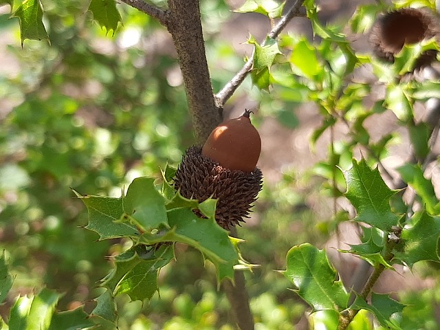 Quercus coccifera