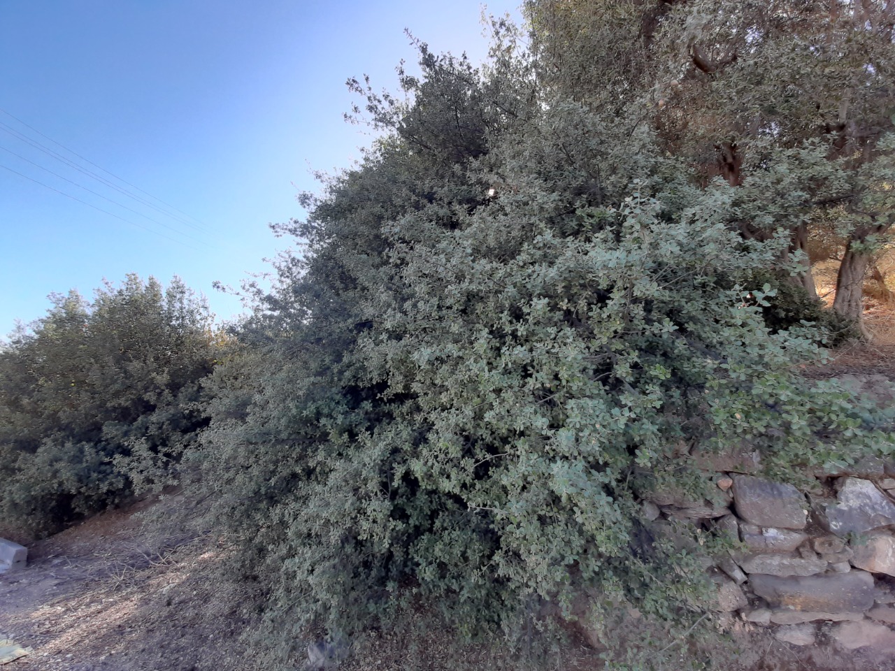 Quercus coccifera
