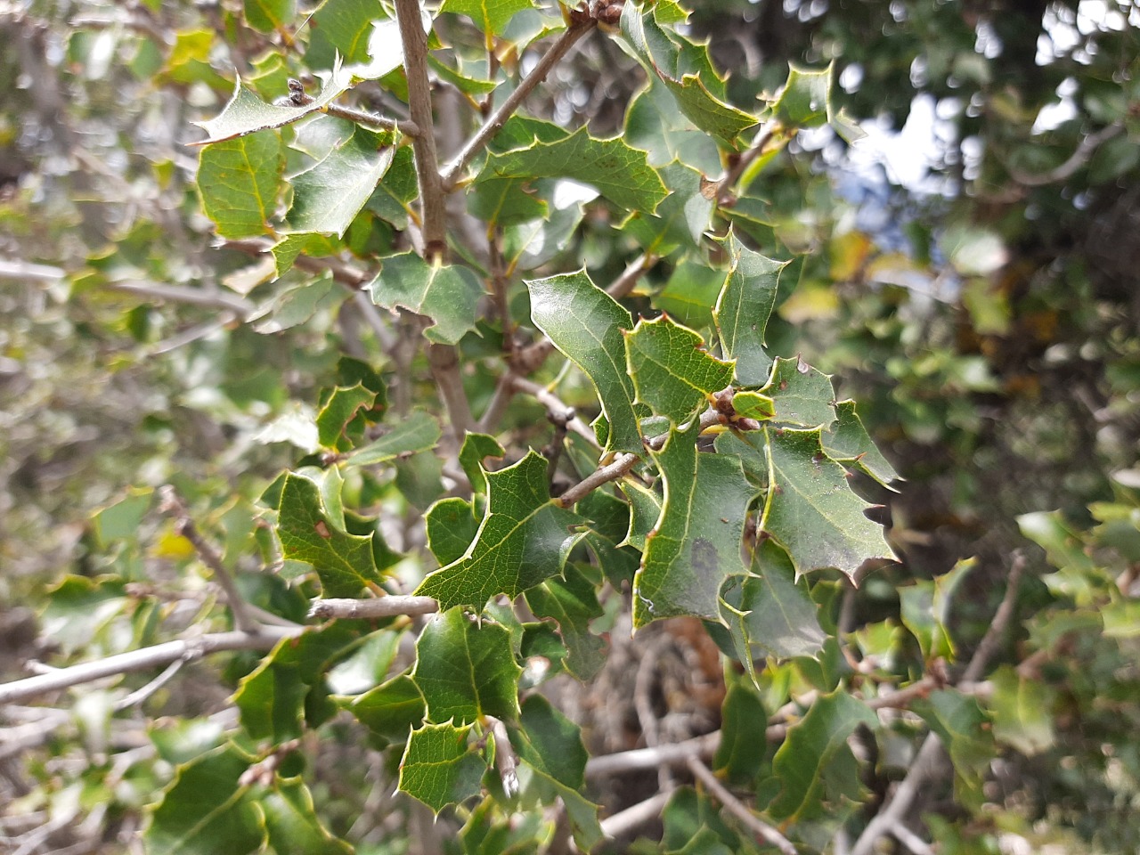 Quercus coccifera