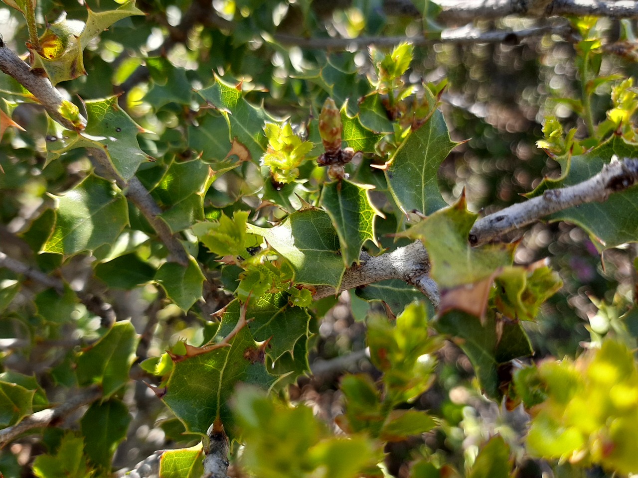 Quercus coccifera