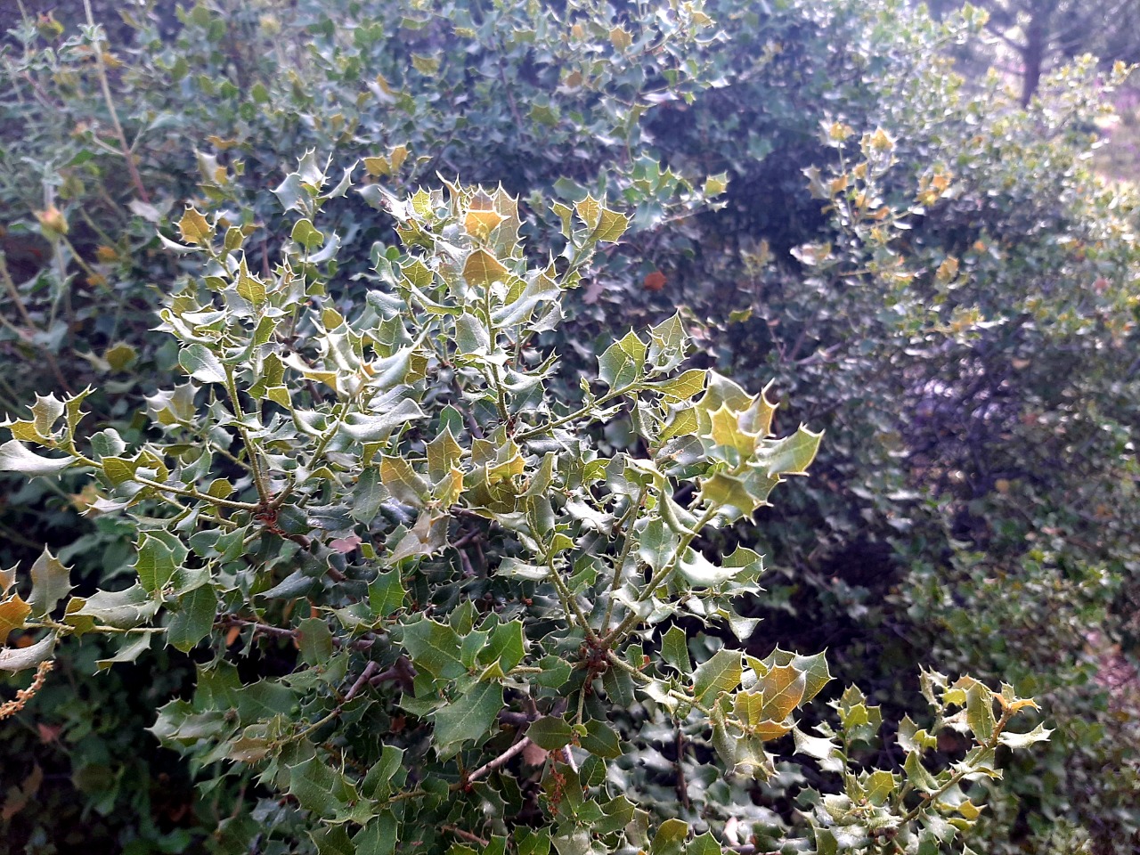 Quercus coccifera