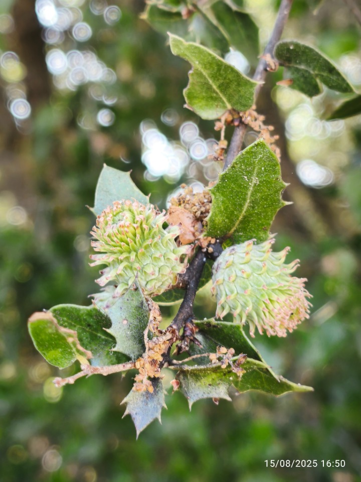 Quercus coccifera