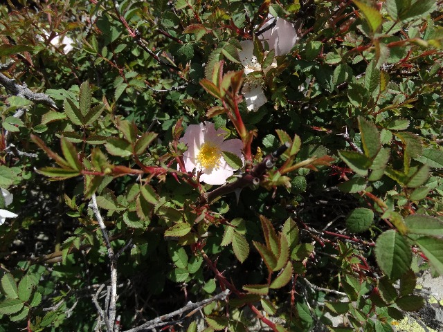 Rosa canina