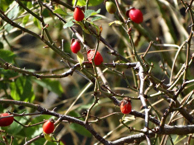 Rosa canina