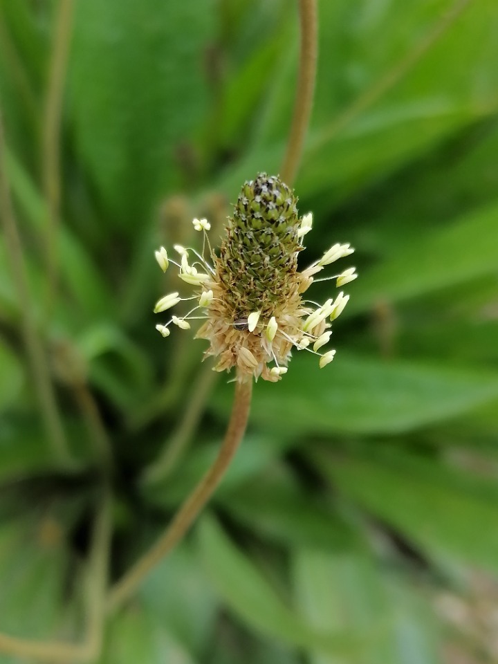 Plantago lanceolata