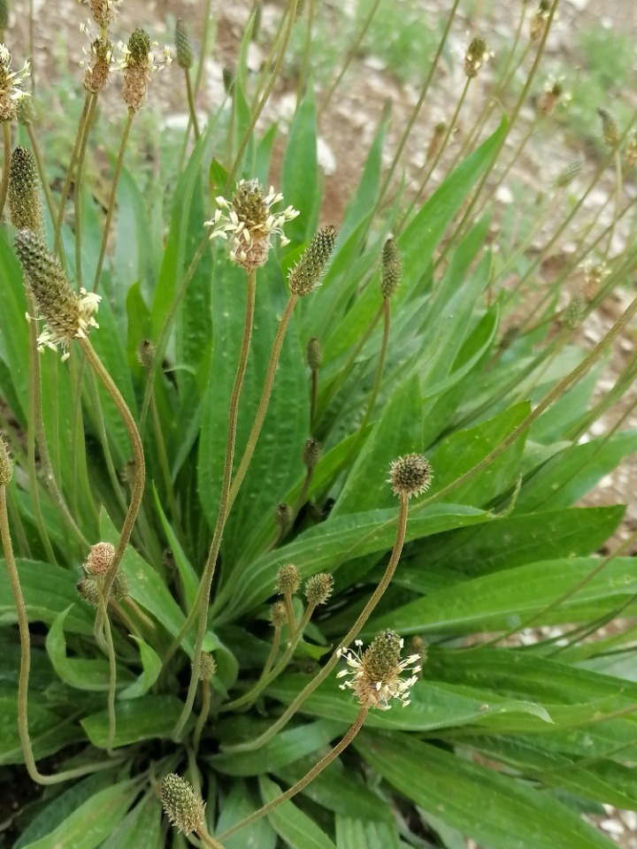 Plantago lanceolata