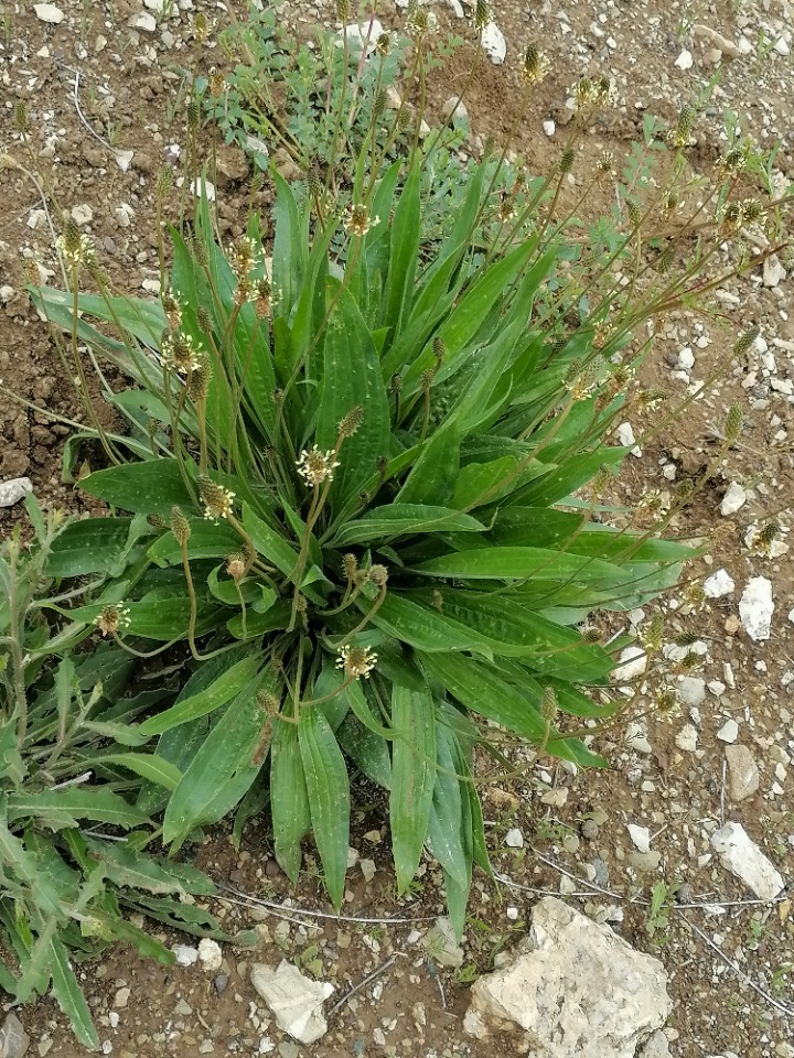 Plantago lanceolata