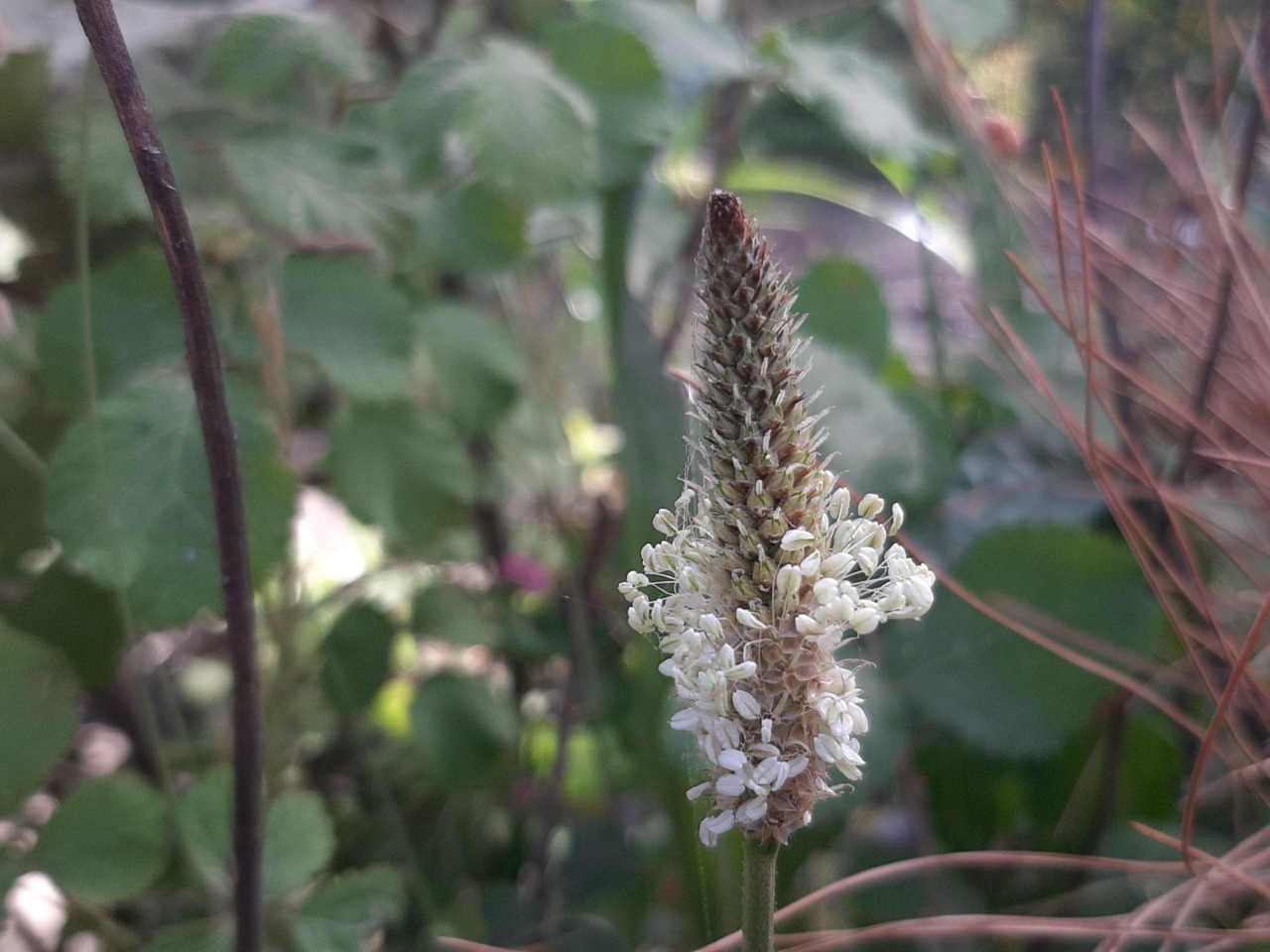 Plantago lanceolata
