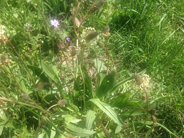 Plantago lanceolata