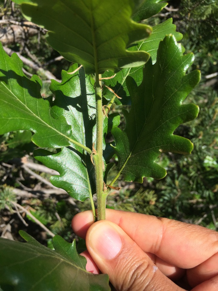 Quercus macranthera