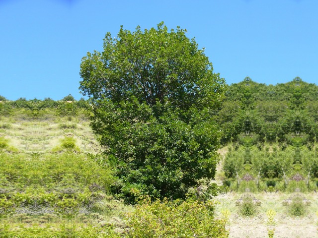 Quercus macranthera