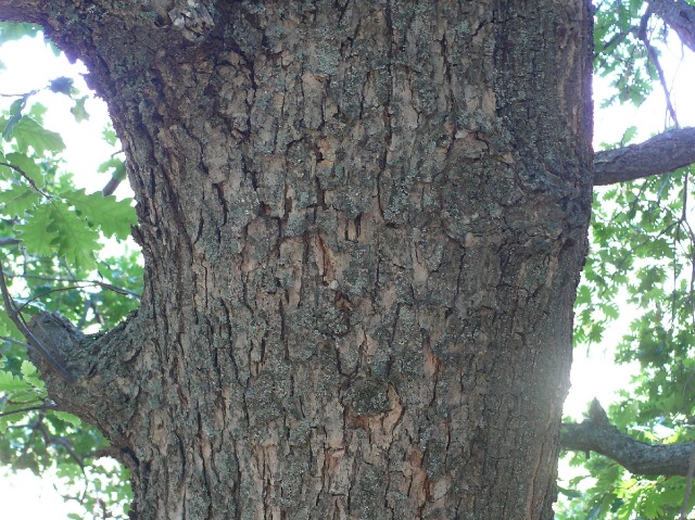 Quercus macranthera