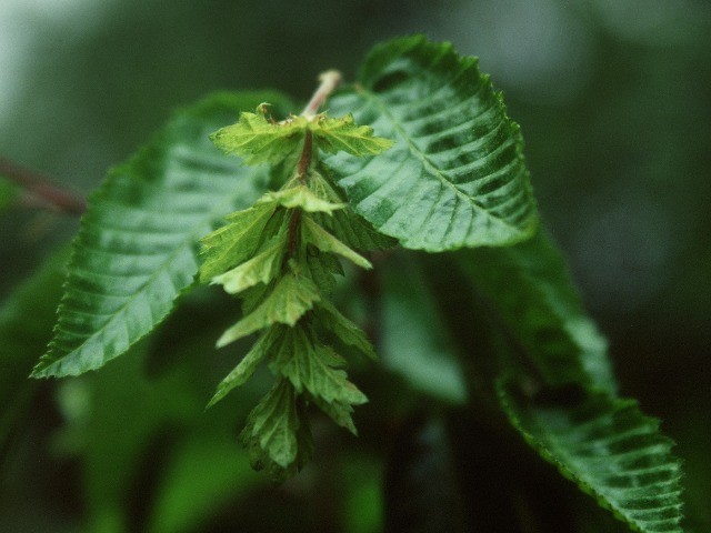 Carpinus orientalis