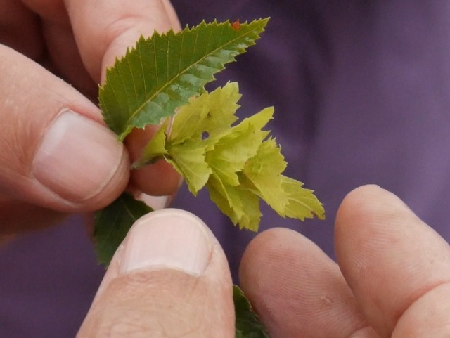 Carpinus orientalis