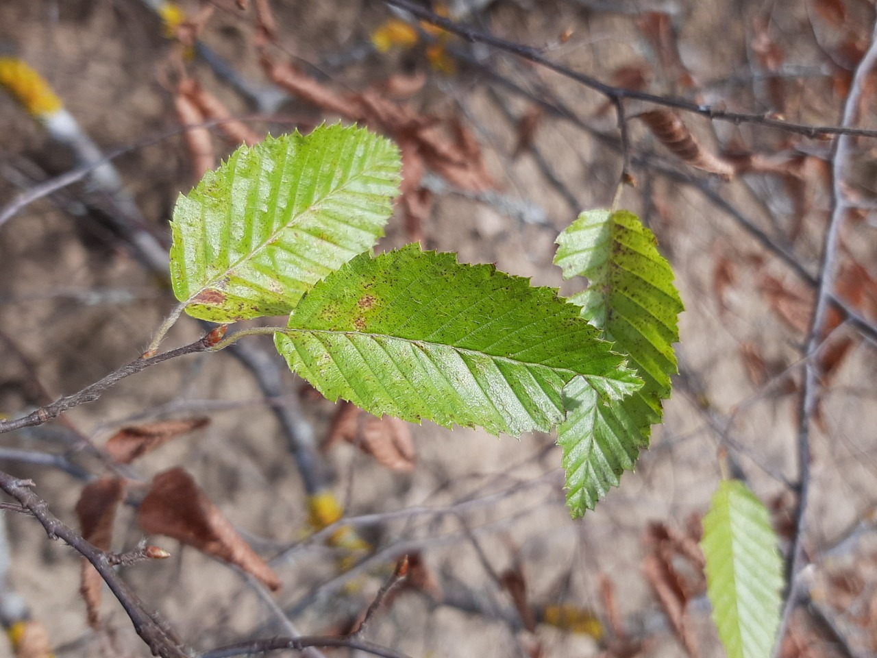 Carpinus orientalis