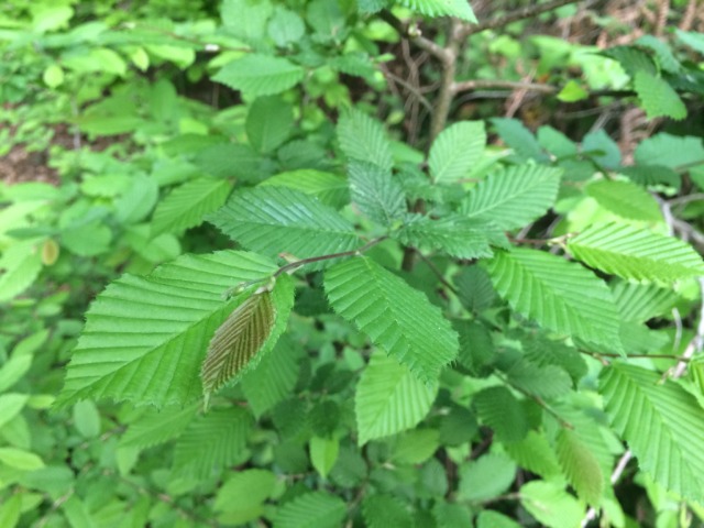 Carpinus orientalis