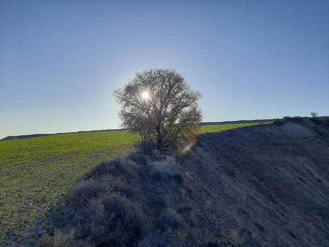 Ulmus minor