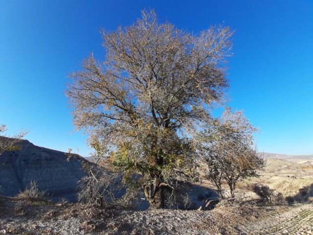 Ulmus minor