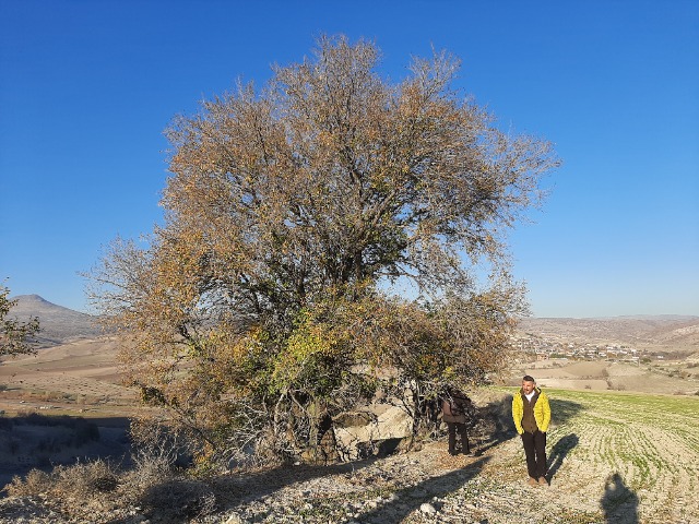 Ulmus minor