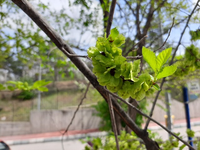 Ulmus minor