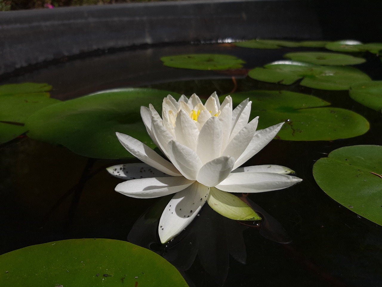 Nymphaea sp.