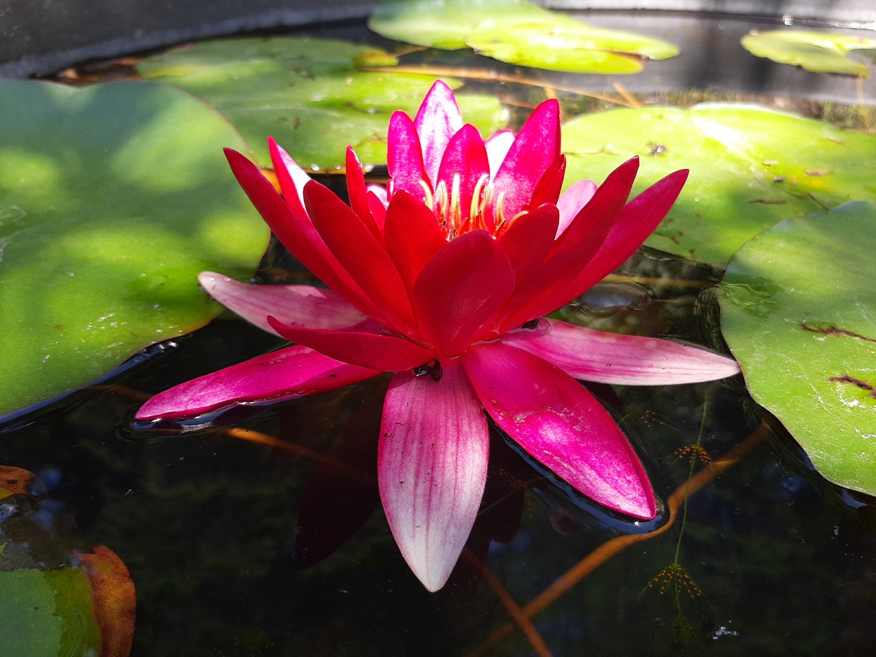 Nymphaea sp.