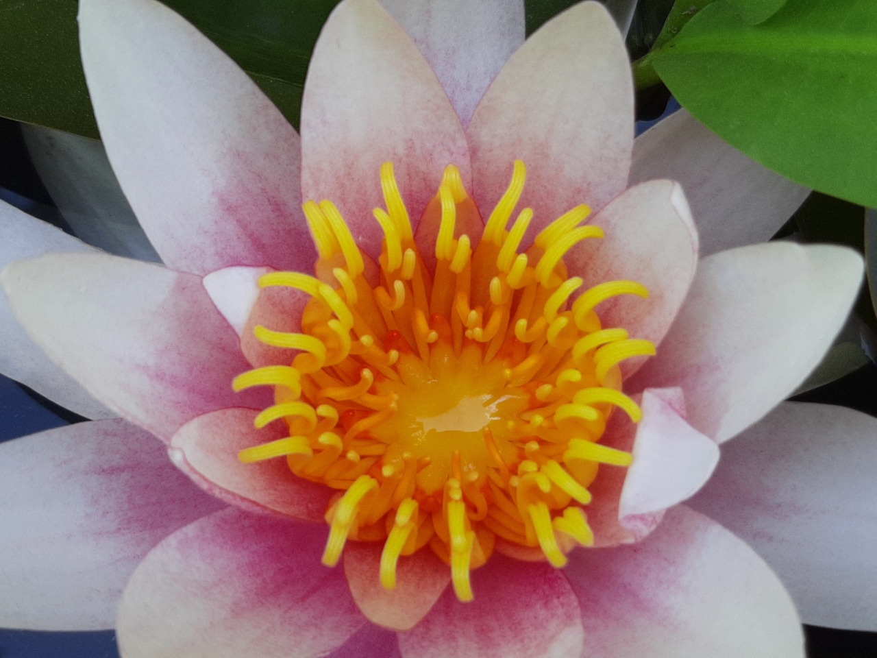 Nymphaea sp.