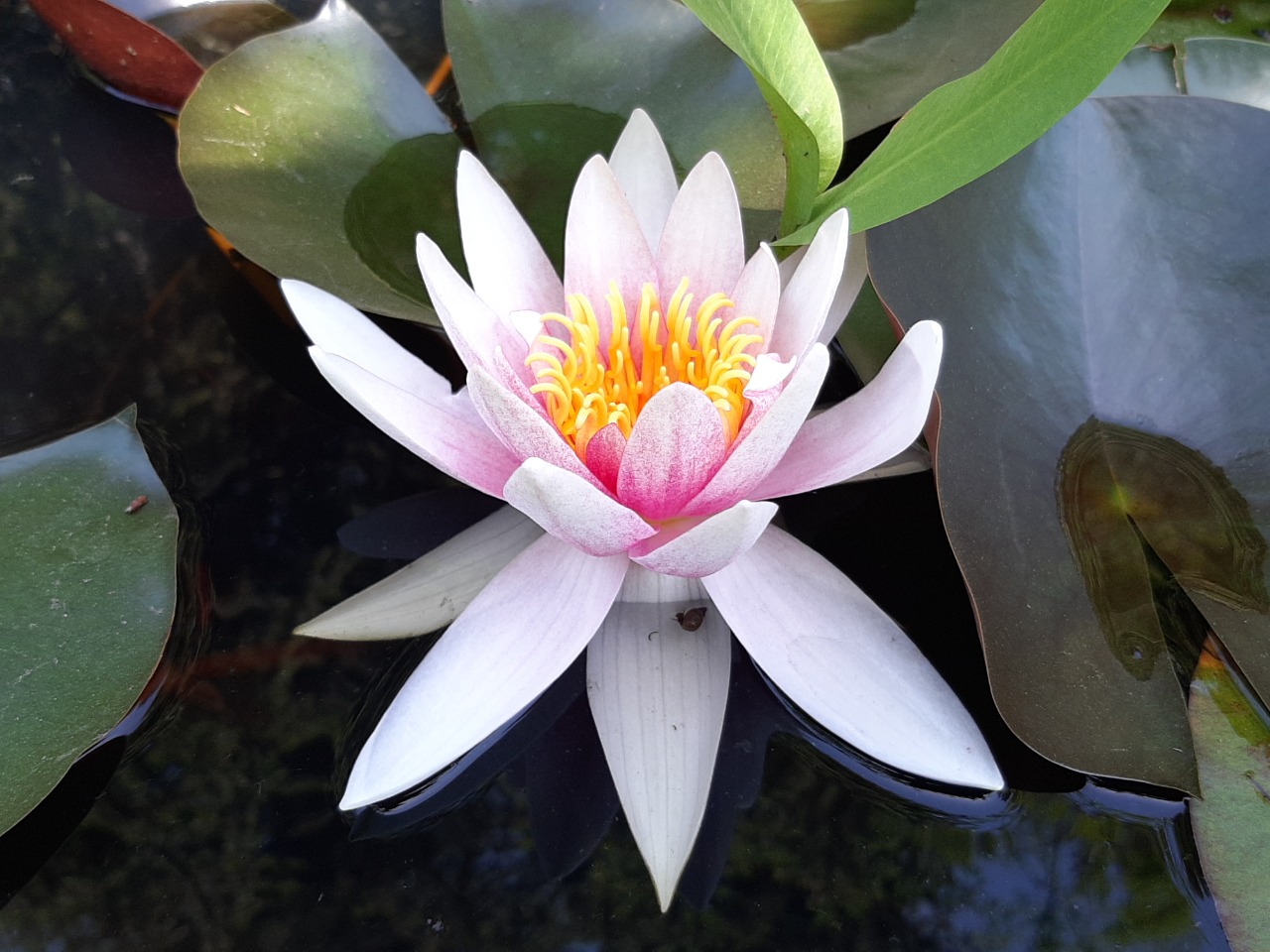 Nymphaea sp.