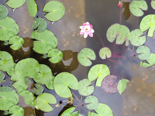 Nymphaea sp.