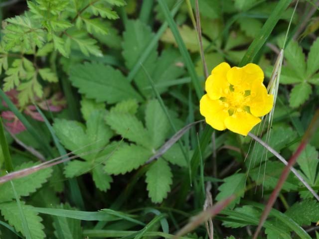 Potentilla reptans