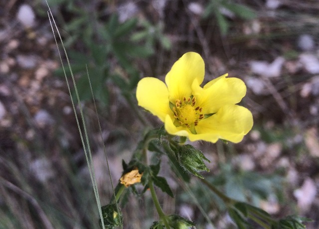 Potentilla reptans